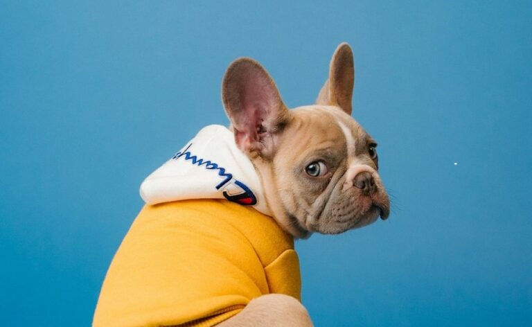 The Guide to Designing Your Custom Pet T-Shirt